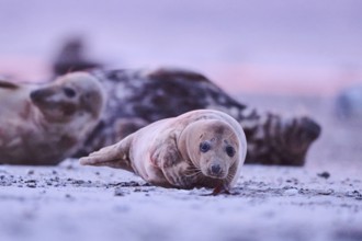 Grey seal (Halichoerus grypus) lying on the beach at sunset, Düne, Helgoland, Schleswig-Holstein,