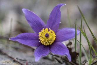 Pasque flower (Pulsatille vulgaris), Emsland, Lower Saxony, Germany, Europe