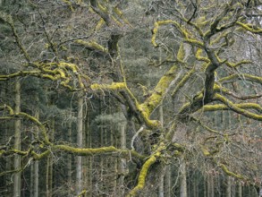 An oak overgrown with moss, Müritz National Park, Mecklenburg-Western Pomerania, Germany, Europe