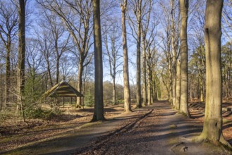 Drongengoedbos in spring, largest forest in East Flanders at Ursel near Knesselare, Aalter,