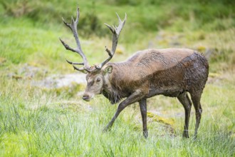 Red deer (Cervus elaphus) Rutting behaviour captive Germany