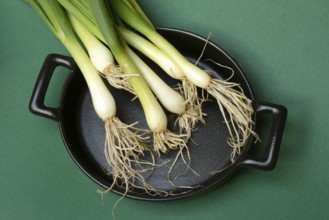 Spring onions on pan, onion