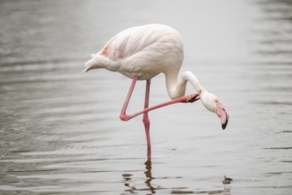Greater Flamingo (Phoenicopterus roseus) standing in the water, captive, Germany, Europe