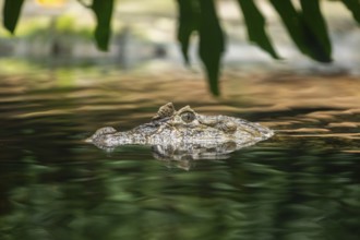 Saltwater crocodile (Crocodylus porosus) swimming in the water, captive