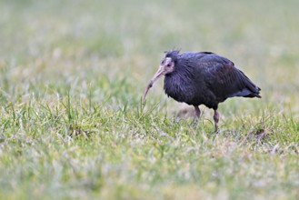 Northern bald ibis (Geronticus eremita), foraging in a meadow, Canton Zug, Switzerland, Europe
