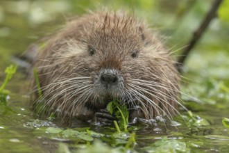 A small brown animal with a long snout is eating grass in a pond. It has a long tail and is