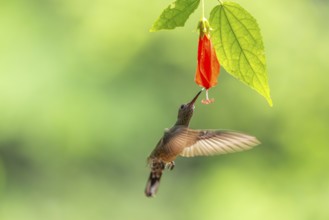 Long-billed Shadow Hummingbird (Phaethornis longirostris), Hummingbird (Trochilidae), Swiftbirds