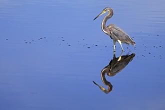 Tricoloured Heron (Egretta tricolor), adult, in the water, foraging, Merritt Island, Black Point