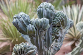 Myrtillocactus geometrizans cristata, Blue Crested Cactus, Cactus, Marrakech, Morocco, Africa