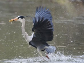 A grey heron (Ardea cinerea) spreads its wings while walking in the water and holding a fish in its
