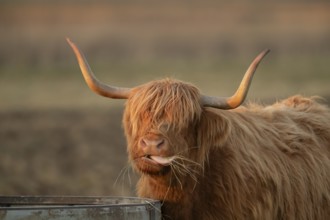 Highland cattle or cow (Bos taurus taurus) adult farm animal eating hay from a trough, England,