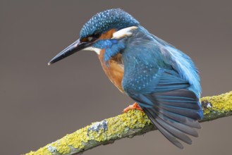 Common kingfisher (Alcedo atthis) adult male bird stretching its wing on a tree branch, England,