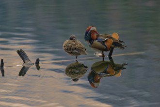 Mandarin ducks (Aix galericulata), pair, resting on tree trunk, reflection, Hechtsee, Kufstein,