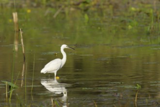 Little Egret (Egretta garzetta), water, Lower Austria
