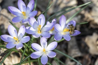 Elfin crocus (Crocus tommasinianus) with honey bee (Apis mellifera), Emsland, Lower Saxony,