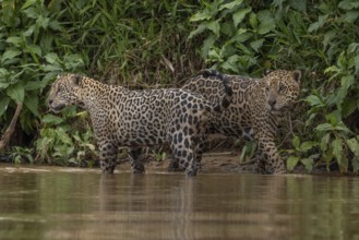 Jaguar (Panthera onca), 2 males on the bank, Pantanal, Brazil, South America
