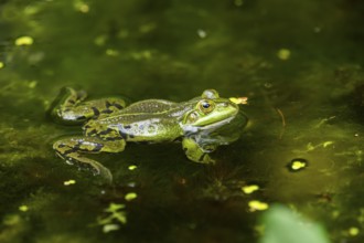 Edible frog (Pelophylax esculentus) in a little lake in the water, Bavaria, Germany, Europe