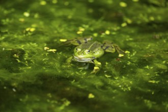 Edible frog (Pelophylax esculentus) in a little lake in the water, Bavaria, Germany, Europe