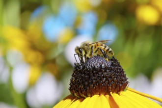 European honey bee (Apis mellifera), collecting nectar from a yellow coneflower (Echinacea