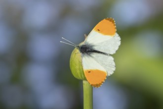 Orange tip butterfly (Anthocharis cardamines) adult insect resting on garden Allium flowers in