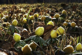 Winter aconites in a meadow, winter, Germany, Europe