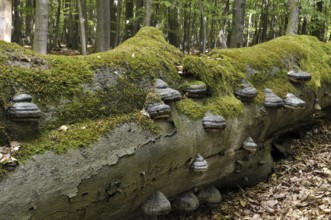 Tinder fungus, (Fomes fomentarius) tree fungus on a beech, (Fagus) deadwood in Reinhardswald,