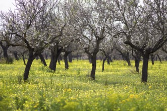 Almond blossom, almond trees, plantation, Bermuda buttercup (Oxalis pes-caprae), also known as low