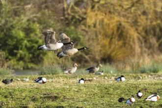 Canada Goose, Branta canadensis birds in flight over winter Marshes, Devon, England, United