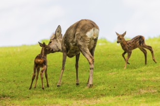 One female Roe Deer, (Capreolus capreolus), stands on a meadow with her two fawns