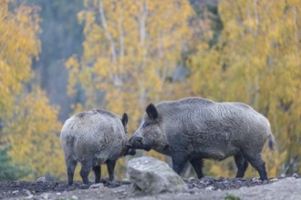 Two wild boar or wild pig (Sus scrofa), walking over an opening in early morning light, searching