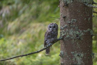 One tawny owl or brown owl (Strix aluco) sitting on a twig of a tree in the bavarian forest. Green