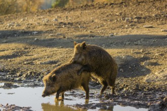 Two wild boar or wild pig (Sus scrofa), mate in a waterhole