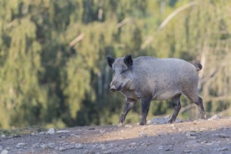 One adult wild boar or wild pig (Sus scrofa) walking over an opening with a green forest in the