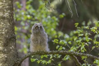 One young long-eared owl (Asio otus), sitting on a branch of a tree. Green vegetation in the