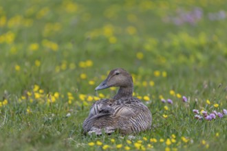 One female common eider, Somateria mollissima, resting on a flowering meadow at the coast of