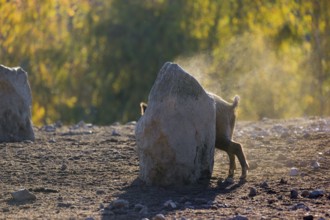 A wild boar or wild pig (Sus scrofa), scratches himself at a big stone. In the background you can
