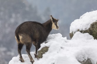 One chamois (Rupicapra rupicapra) standing on snow covered rocks, with distant forest in the