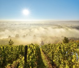 Vineyard with vineyard house in the morning light, view over landscape with morning fog in the