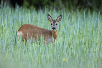 Roe deer (Capreolus capreolus), doe in a field of growing corn, looking alert, Hesse, Germany,