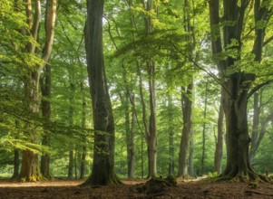 Huge old beech trees with moss-covered roots in a former hut forest, Reinhardswald, Sababurg