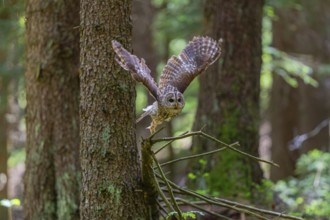 One tawny owl or brown owl (Strix aluco) flying through a dense forest