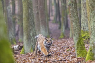 One young female Siberian Tiger, Panthera tigris altaica, running thru a forest