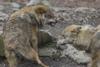 Social behaviour between two adult eurasian gray wolves (Canis lupus lupus), showing hierarchy