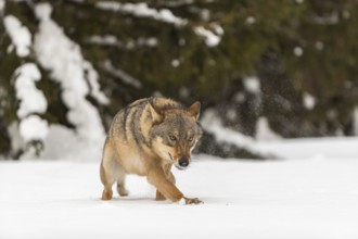 One male eurasian gray wolf (Canis lupus lupus) walking thru deep snow with a forest in the