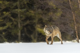 One male eurasian gray wolf (Canis lupus lupus) walking thru deep snow during snow fall. A forest