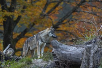 One eurasian gray wolf (Canis lupus lupus) standing between logs on a hill with a forest in fall