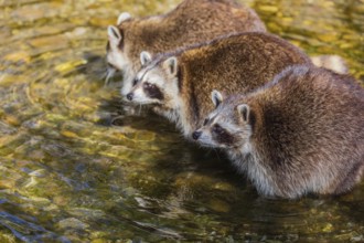 Three adult Raccoons, Procyon lotor, stand in the shallow water of a creek searching for food
