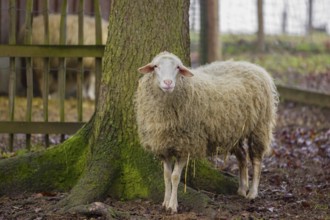 A female Waldschaf, Ovis gmelini aries, stands on a pasture