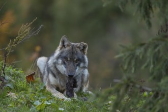 One eurasian gray wolf (Canis lupus lupus) lying on a hill, chewing on a piece of fur. A green