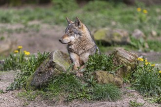 Portrait of one eurasian gray wolf (Canis lupus lupus) resting on a rock with green vegetation and
